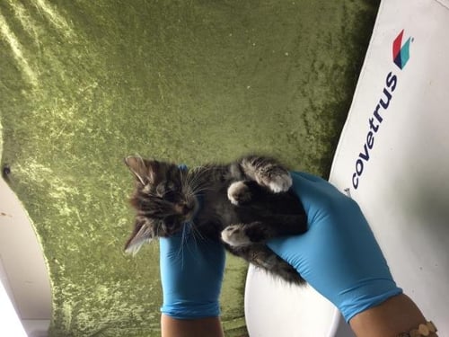 VICKY - Domestic Short Hair for adoption in Fontana