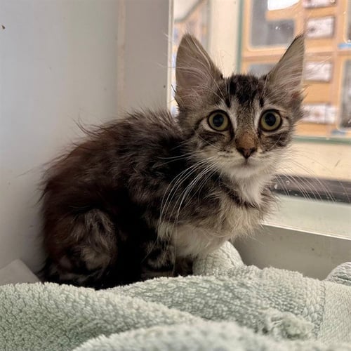 VICKY - Domestic Short Hair available for adoption