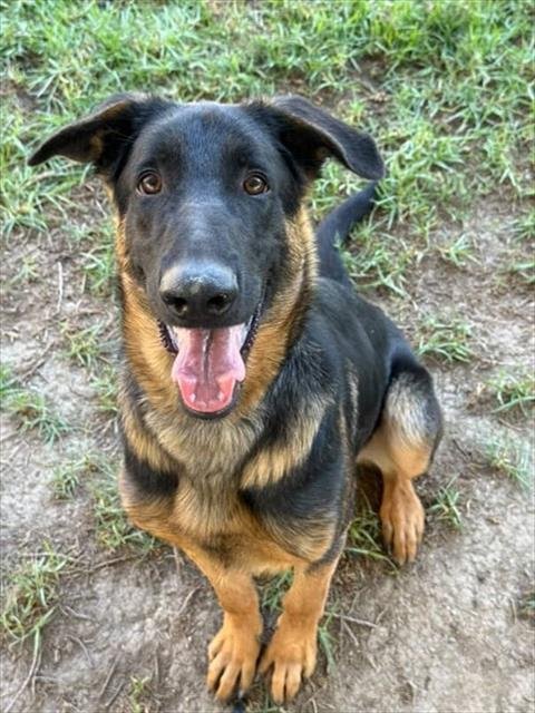 WALTER - German Shepherd Dog available for adoption