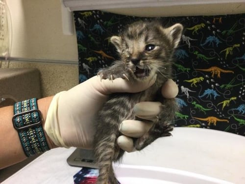 A1926848 - Domestic Short Hair available for adoption