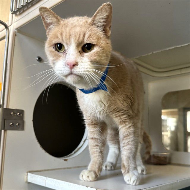 MILO - Domestic Short Hair available for adoption