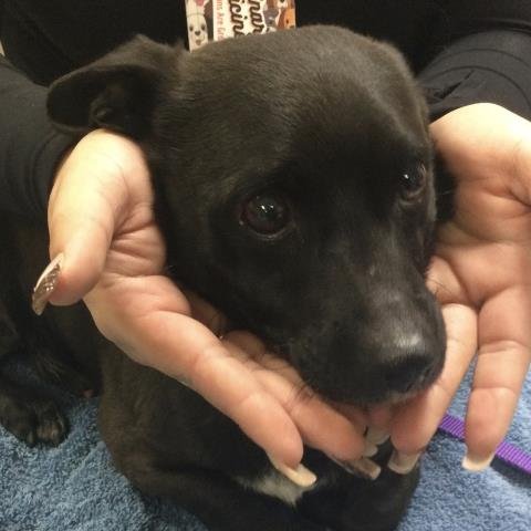 NIKKO - Chihuahua available for adoption