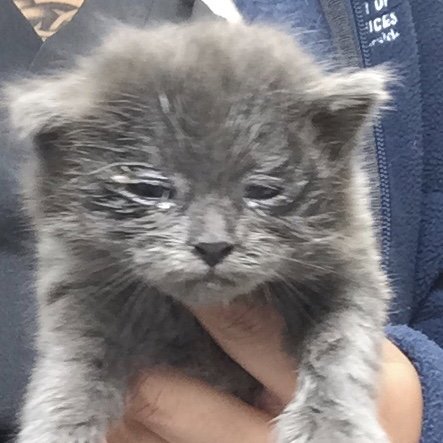 MOUSE - Domestic Short Hair available for adoption