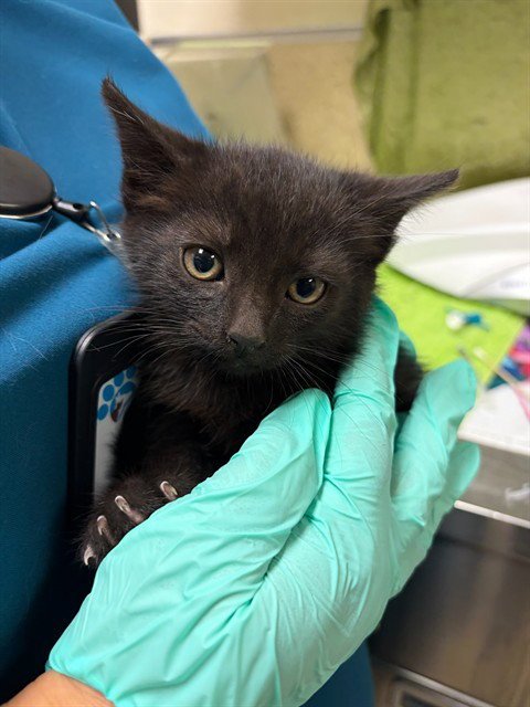 LUKE - Domestic Short Hair available for adoption