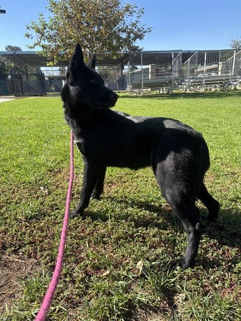 TAY - German Shepherd Dog available for adoption