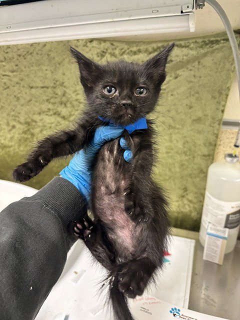 NYX - Domestic Short Hair available for adoption