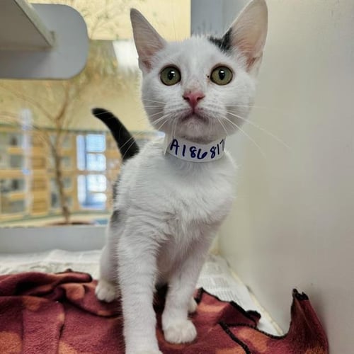 SHASTA - Domestic Short Hair available for adoption