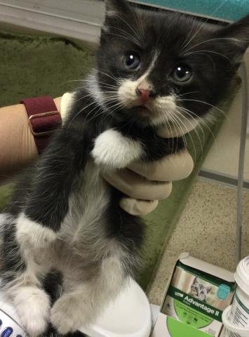 PEPPER - Domestic Short Hair available for adoption