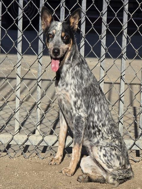 BLUEY - Queensland Heeler available for adoption