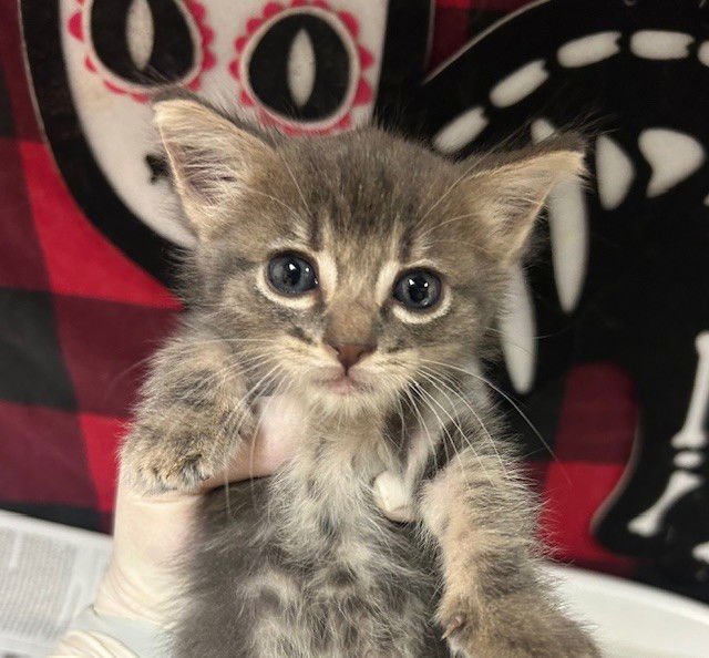 LEONORA - Domestic Short Hair available for adoption