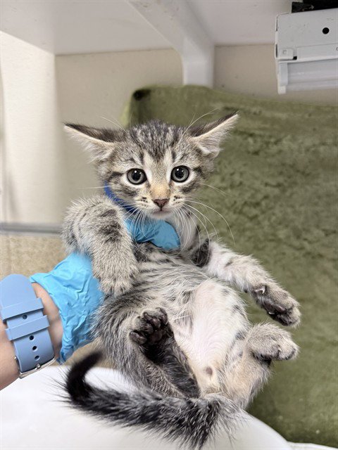 THEODORE - Domestic Short Hair available for adoption