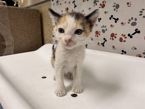 ROSE - Domestic Short Hair available for adoption