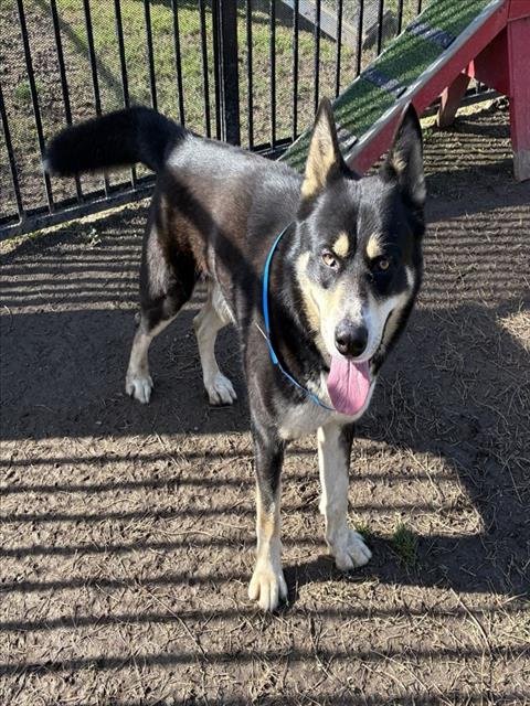 PICKLES - Akita / Alaskan Malamute available for adoption