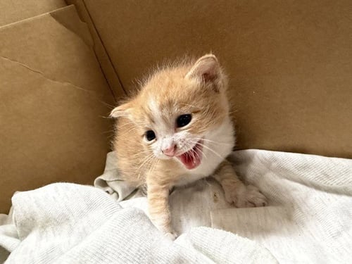 A1927146 - Domestic Short Hair available for adoption