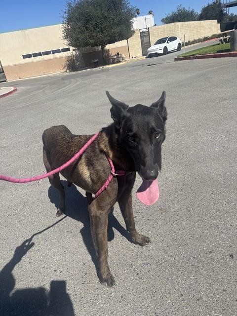 CAILLOU - Belgian Shepherd Malinois available for adoption