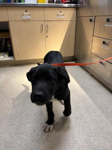 FINCH - Labrador Retriever available for adoption
