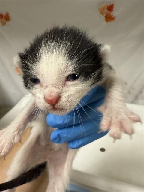 BIBI - Domestic Short Hair available for adoption