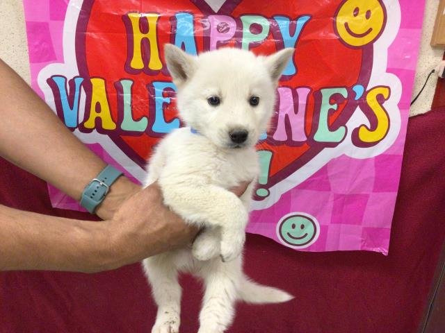 BALTO - Siberian Husky available for adoption