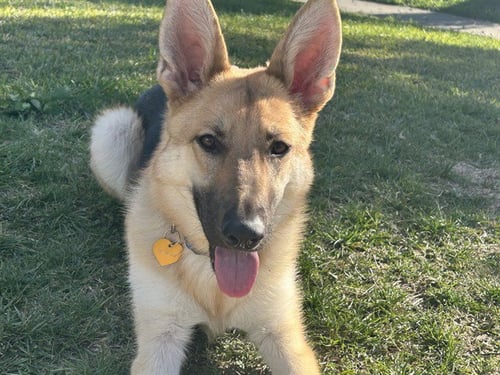 STIX - German Shepherd Dog available for adoption