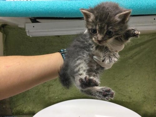 MICRO - Domestic Short Hair available for adoption
