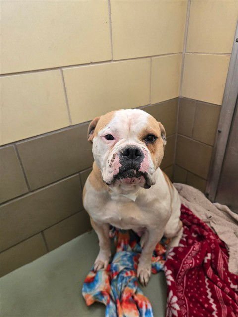 LADY - American Bulldog available for adoption