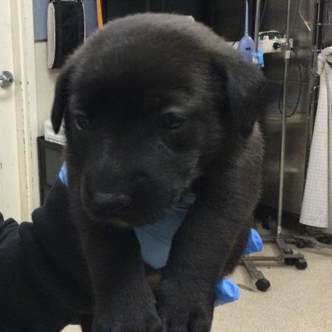 CHUNKY - Saint Bernard / German Shepherd Dog available for adoption