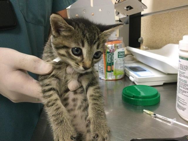 LOVEBUG - Domestic Short Hair available for adoption