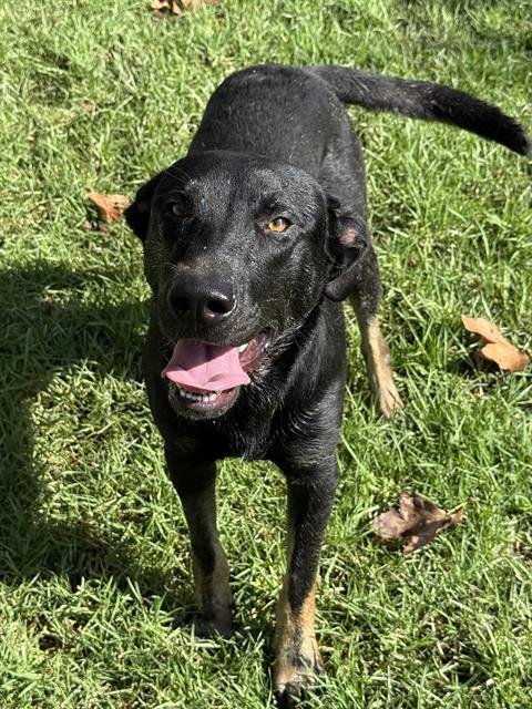 JACK - German Shepherd Dog available for adoption
