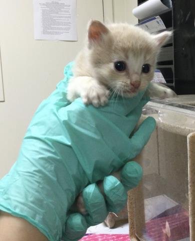 A1914267 - Domestic Short Hair available for adoption
