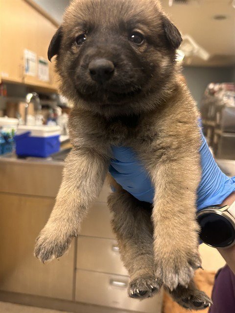 PHINEAS FYLNN - German Shepherd Dog available for adoption