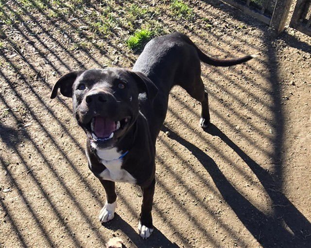 SYLVESTER - Pit Bull Terrier available for adoption