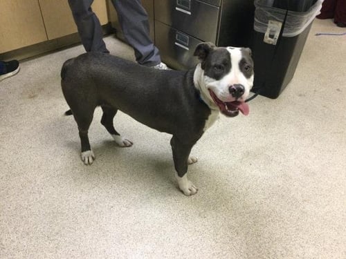 GIRL - Pit Bull Terrier available for adoption