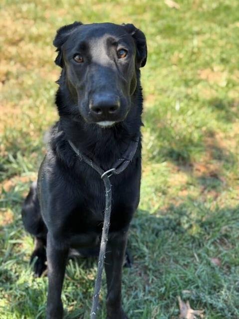 WEDNESDAY - German Shepherd Dog available for adoption