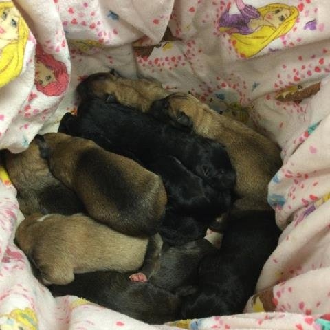 A1896835 - German Shepherd Dog available for adoption