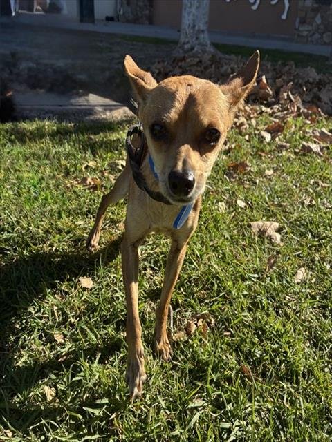 ONYX - Chihuahua available for adoption