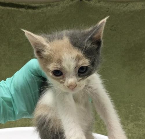 CALIPSO - Domestic Long Hair available for adoption