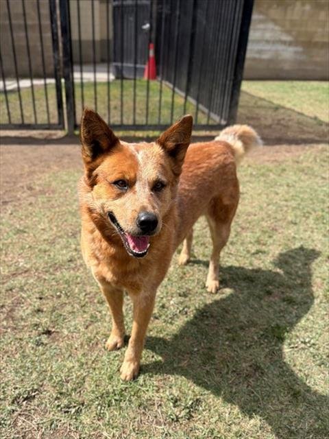 BRIAN - Queensland Heeler available for adoption