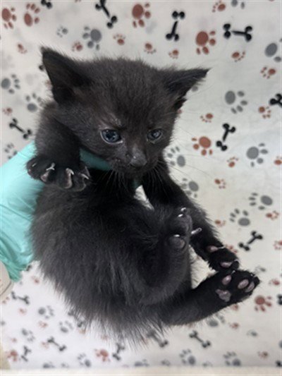 LEONARDO - Domestic Short Hair available for adoption