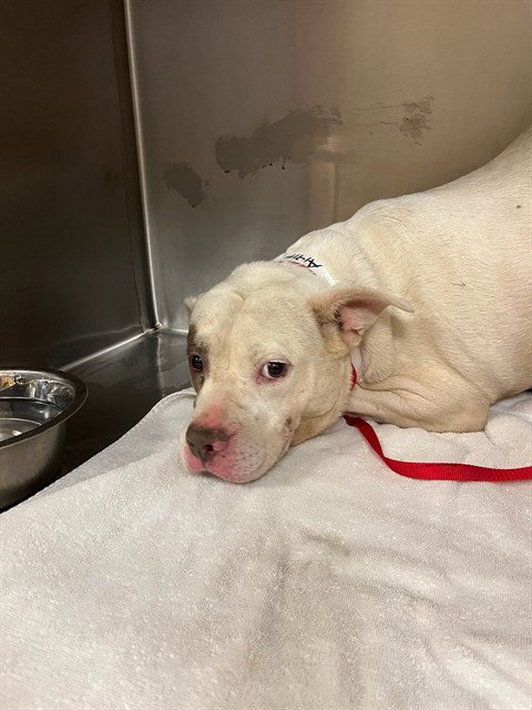 A1915026 - Pit Bull Terrier available for adoption
