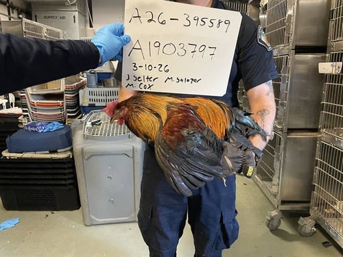 A1903797 - Chicken available for adoption