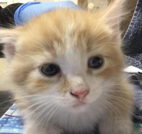 LEO - Domestic Short Hair available for adoption