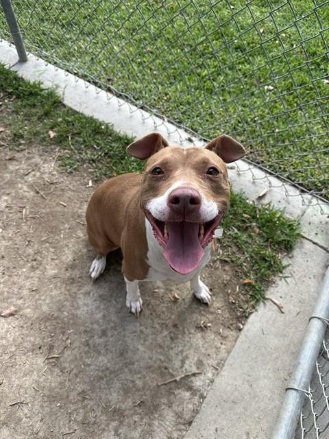 SIENNA - Pit Bull Terrier available for adoption