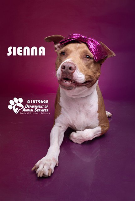 SIENNA Image