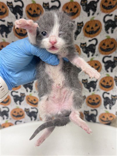 ROSCO - Domestic Short Hair available for adoption