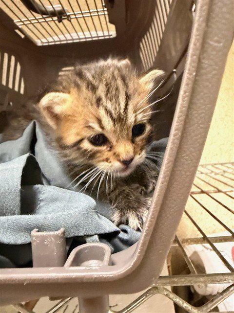 A1926405 - Domestic Short Hair available for adoption