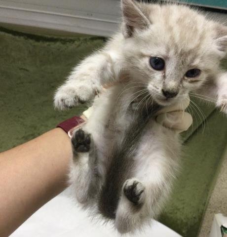 COUGAR - Domestic Short Hair available for adoption