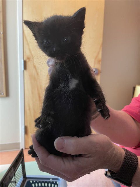 DALE - Domestic Short Hair available for adoption