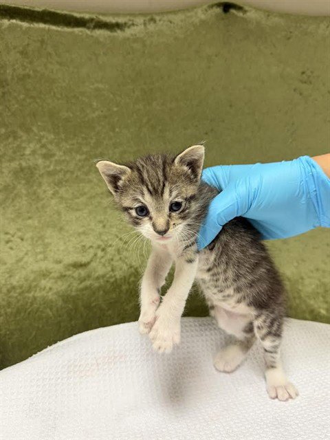 NELLIE - Domestic Short Hair available for adoption
