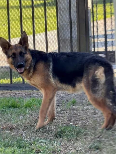 MESI - German Shepherd Dog available for adoption