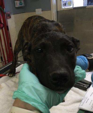 JASMINE - Cane Corso Mastiff available for adoption